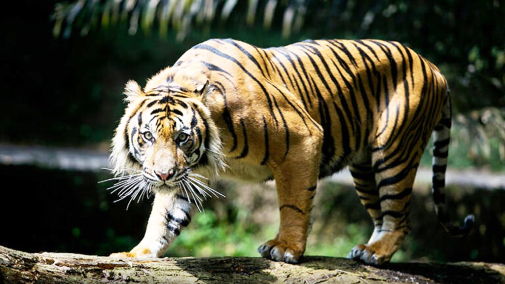 Harimau Sumatera