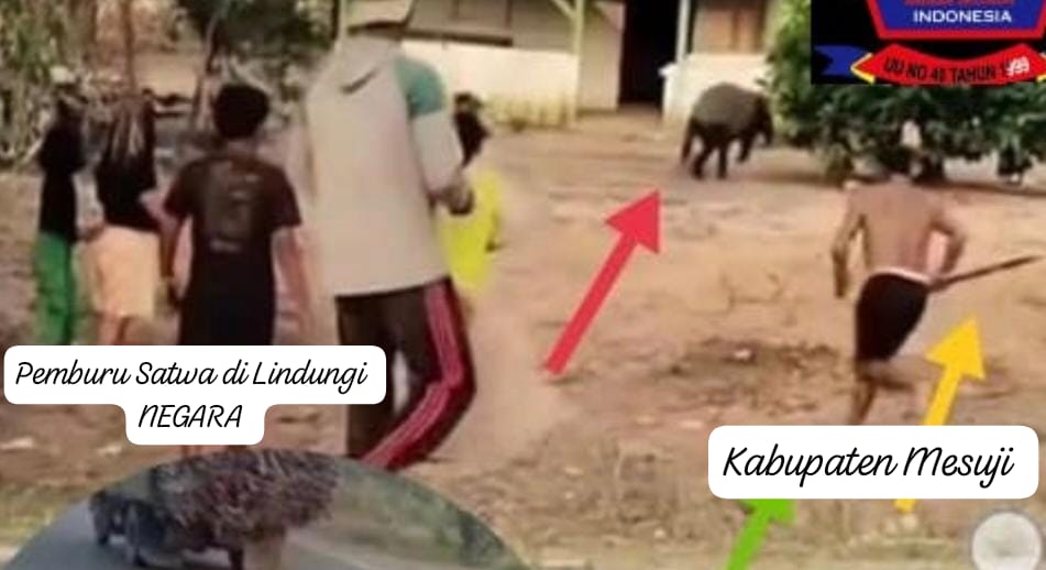 Dugaan Hewan Satwa Langkah Di Sumatera Jadi Korban Mutilasi Di Kabupaten Mesuji